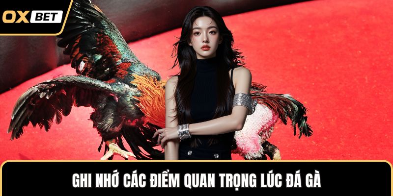 Ghi nhớ các điểm quan trọng lúc đá gà